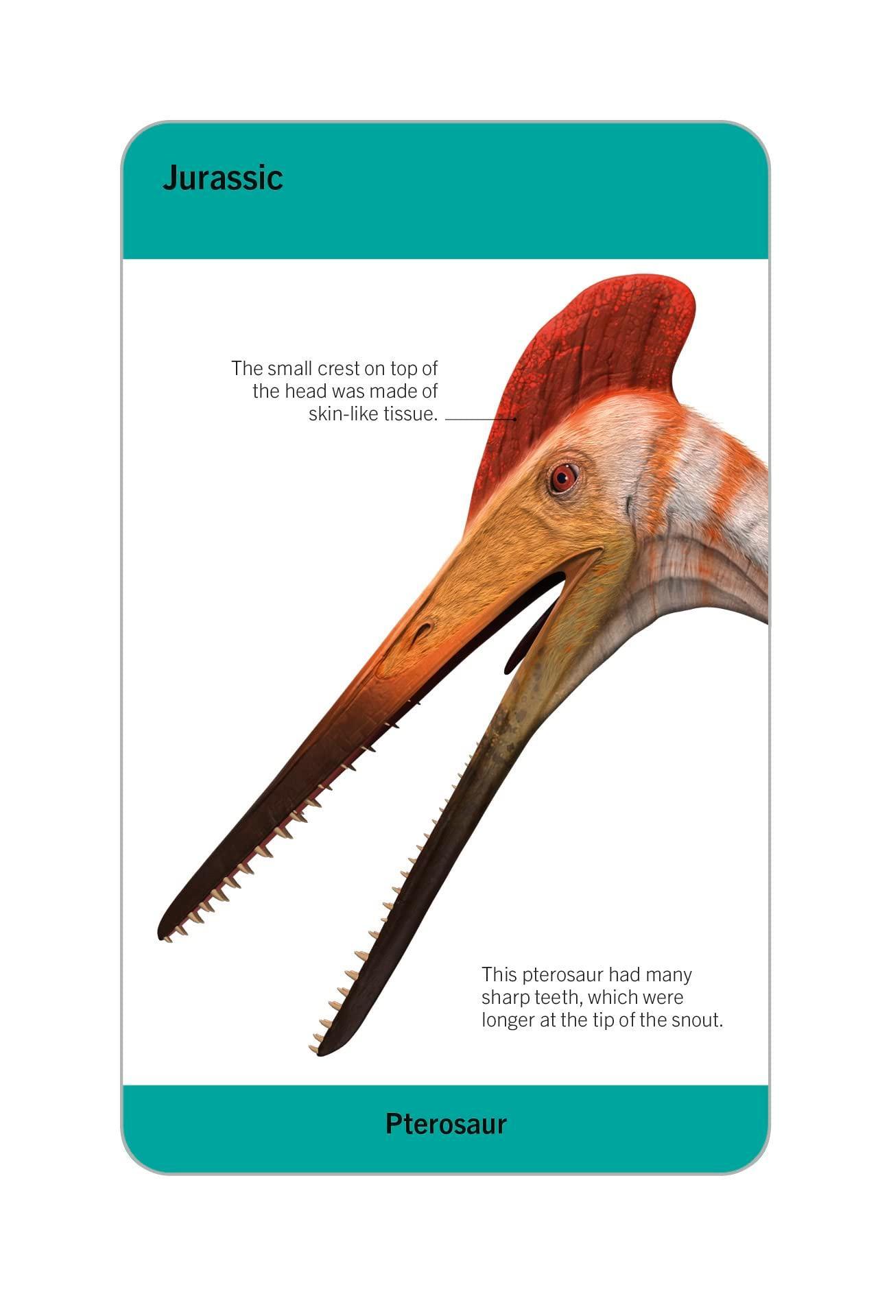 Sách ngoại văn: Our World In Pictures - Dinosaurs And Other Prehistoric Creatures Flash Cards