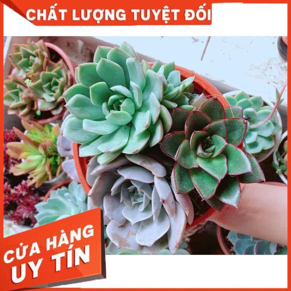 Sen đá mix 3 cây lớn Nhiều Người Mua