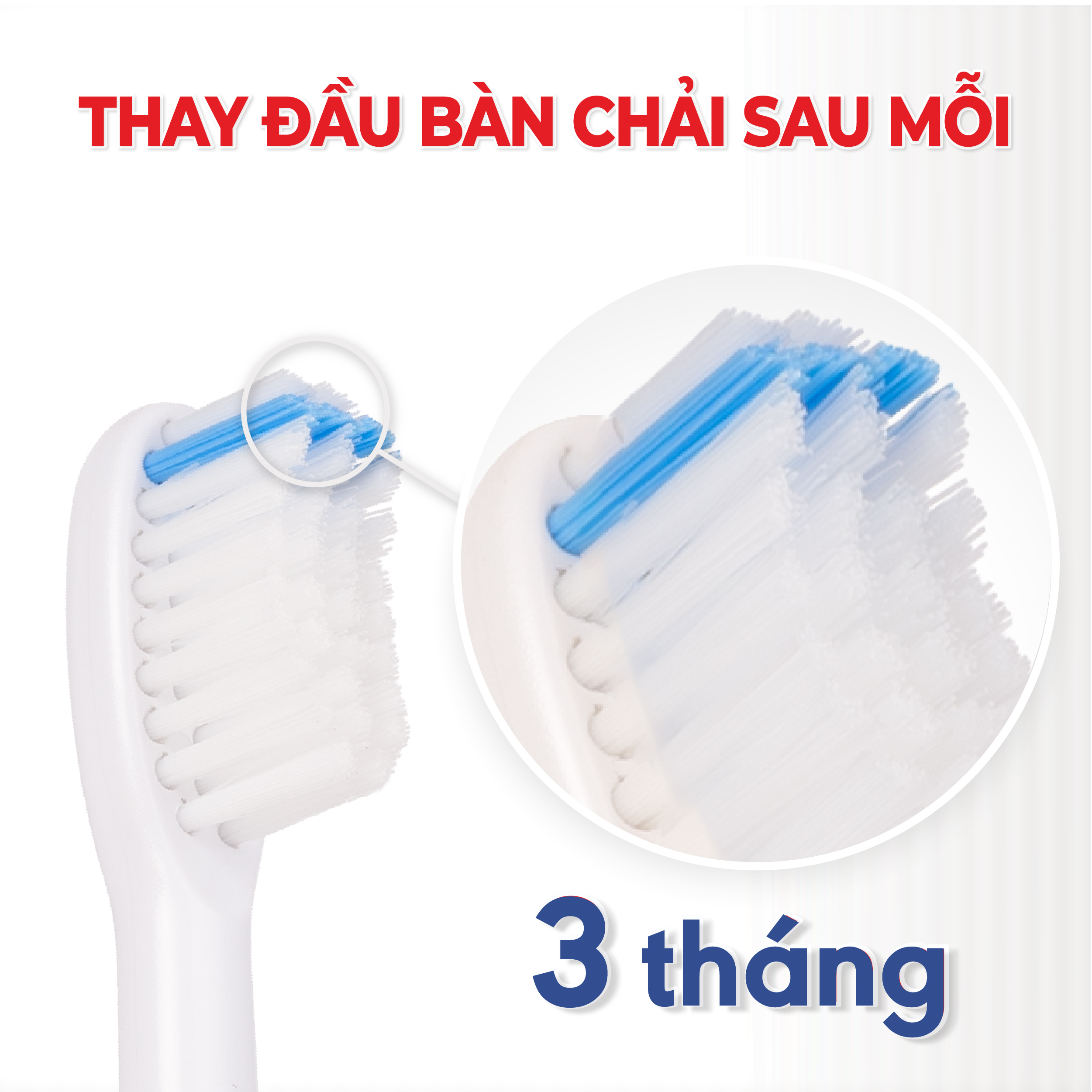 Vỉ 2 Đầu Bàn Chải Điện Lông Tynex LT1 Thay Thế Sau 3 Tháng Tương Thích Với Bàn Chải Điện Thông Minh Lipzo Sóng Âm Sonic