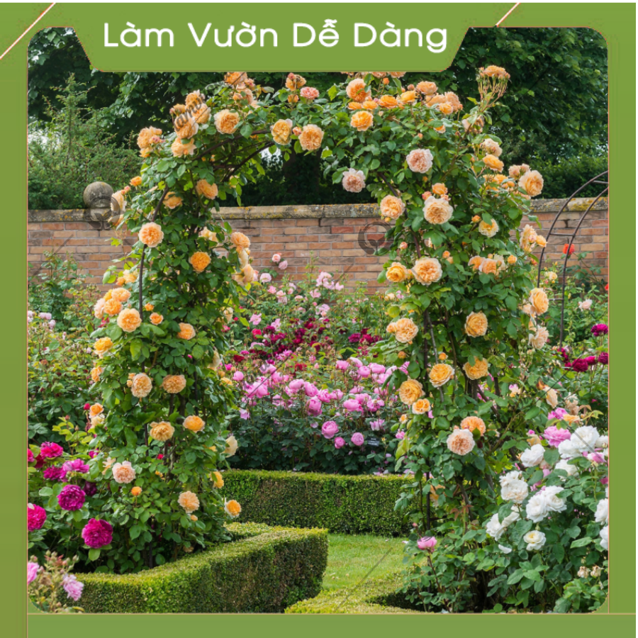 CỔNG VÒM HOA HỒNG LEO cao 2M85 - Dùng làm khung cổng vòm hoa, giàn leo, giá đỡ cho cây hoa hồng leo, cây hoa leo - Giúp cây không bị đổ ngã - Tạo không gian đẹp cho khu vườn