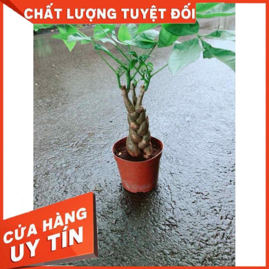 Kim Ngân 3 Thân Nhiều Người Mua