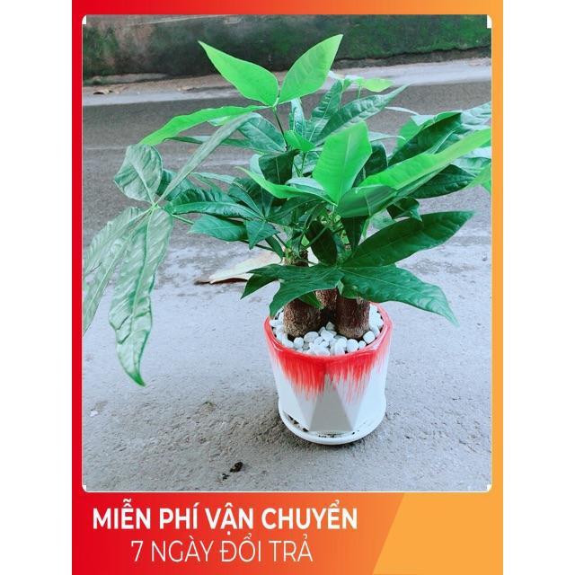 Chậu Kim Ngân 3 Thân Lớn