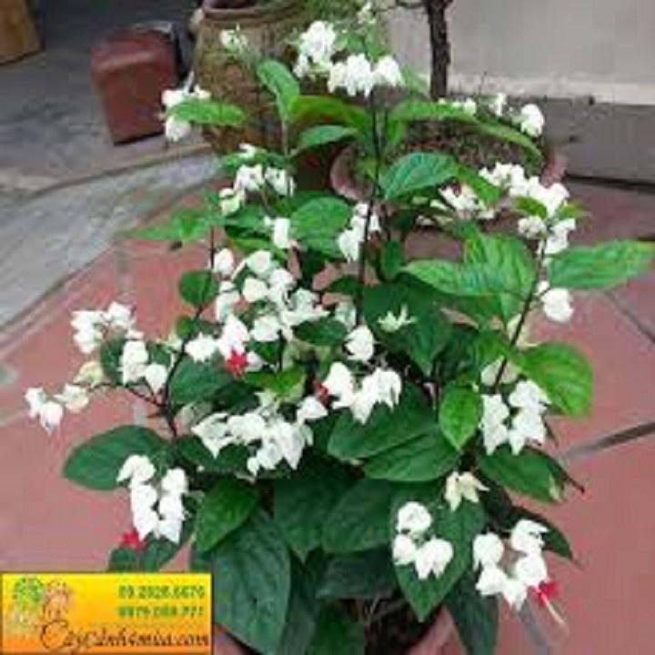 CÂY GIỐNG CÂY HOA NGỌC NỮ TRẮNG