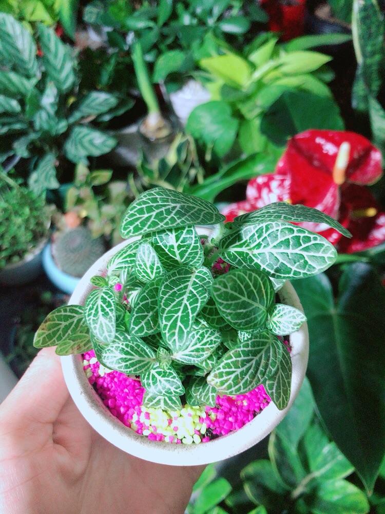 Chậu Cây Cẩm Nhung Màu Xanh Lá