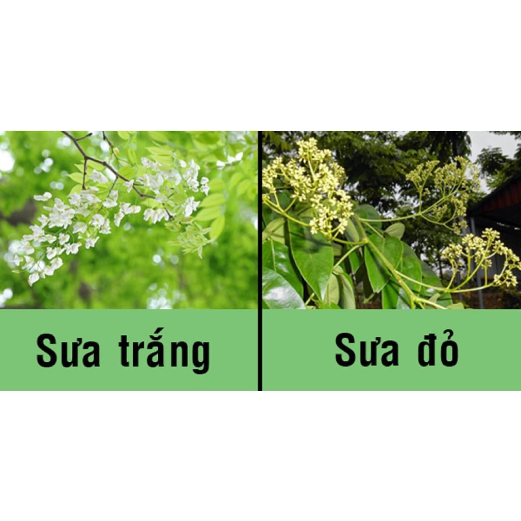 1 KG hạt giống Cây Sưa Đỏ trắng tuyển chọn