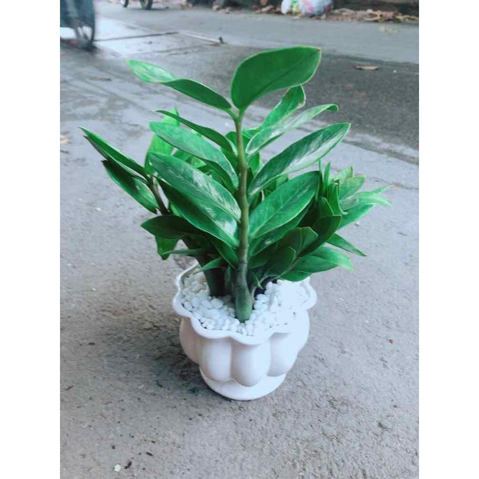 Chậu Kim Tiền Bán Chạy