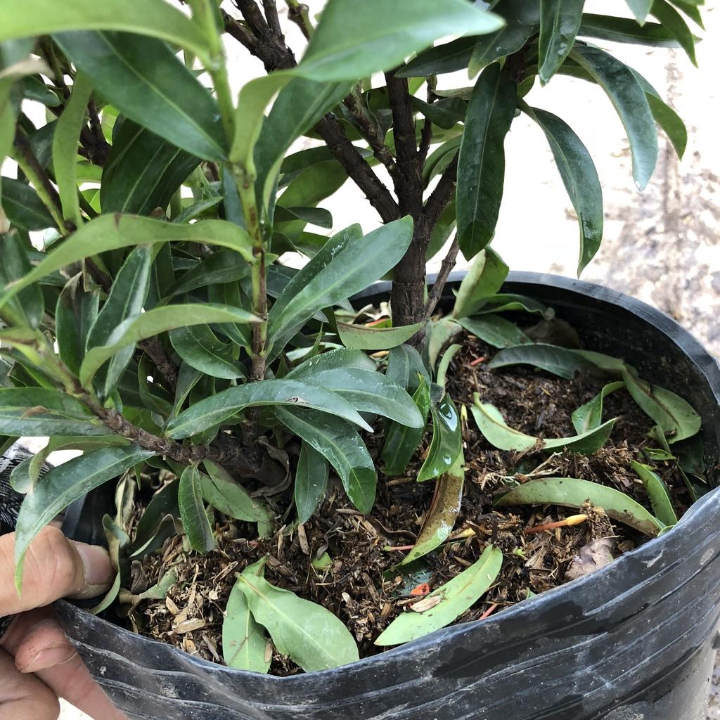 Cây mẫu đơn cam chiều cao 30cm hoa nở rộ bắt mắt chịu nhiệt tốt dễ dàng chăm sóc hợp trồng cảnh quan