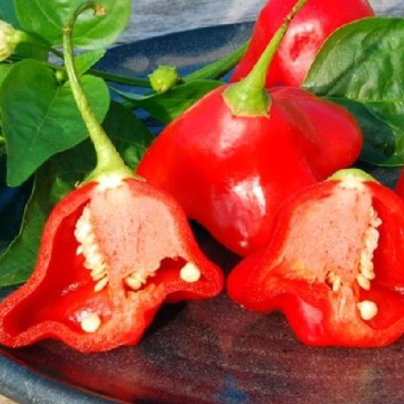 Combo 2 gói Hạt Giống Ớt Chuông Gió hoa hồng -1 gói 20 hạt-tặng kèm gói phân bón lót
