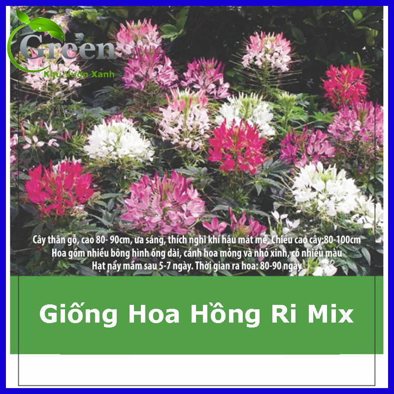 Hạt Giống Hoa Hồng Ri Nhiều Màu Mix