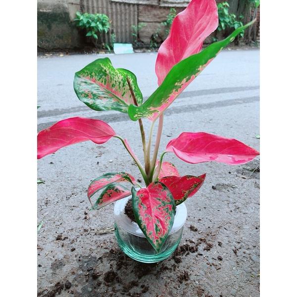 Chậu Cây Huyết Rồng Thuỷ Sinh