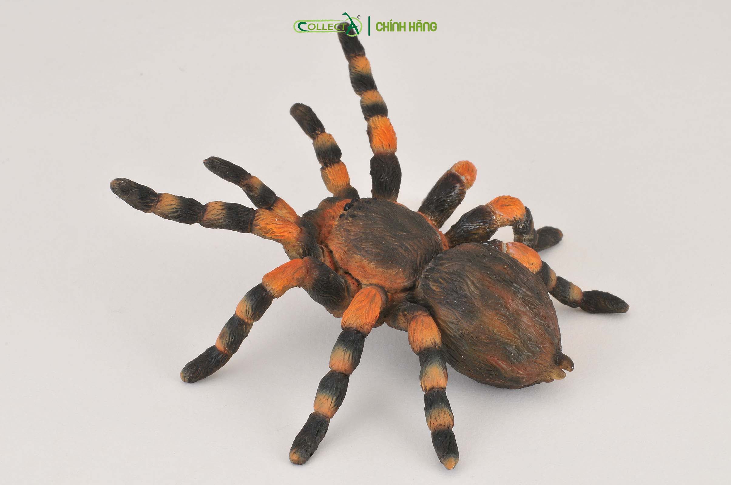 Mô hình thu nhỏ: Nhện Gối Đỏ - Mexican Redknee Tarantula, hiệu: CollectA, mã HS 9653020[88338] -  Chất liệu an toàn cho trẻ - Hàng chính hãng