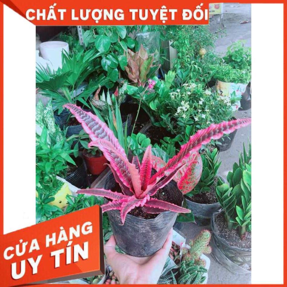 Cây Dứa Đuôi Phụng Nhiều Người Mua