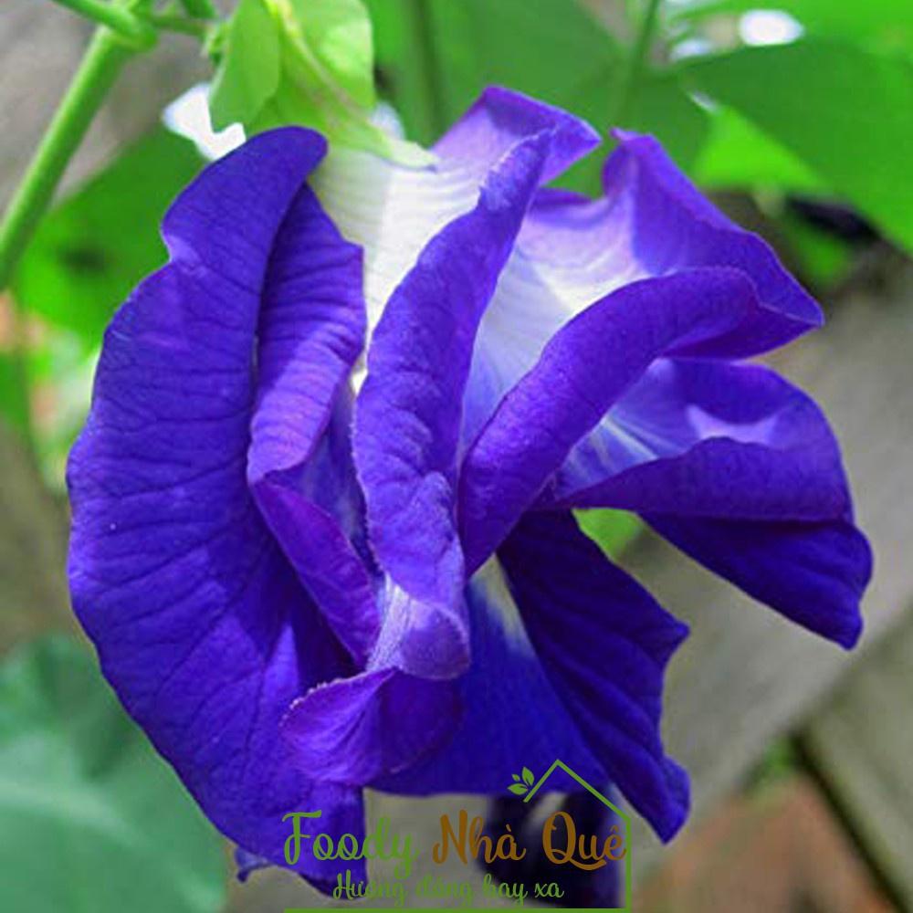 Hoa đậu biếc kép - cây giống nhỏ