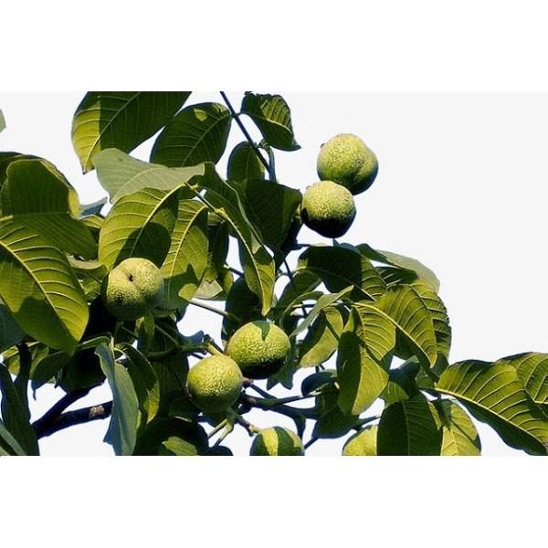 CÂY GIỐNG QUẢ ÓC CHÓ SIÊU QUẢ, SIÊU NĂNG SUẤT,SIÊU KINH TẾ- CAM KÊT GIỐNG CHUẨN F1