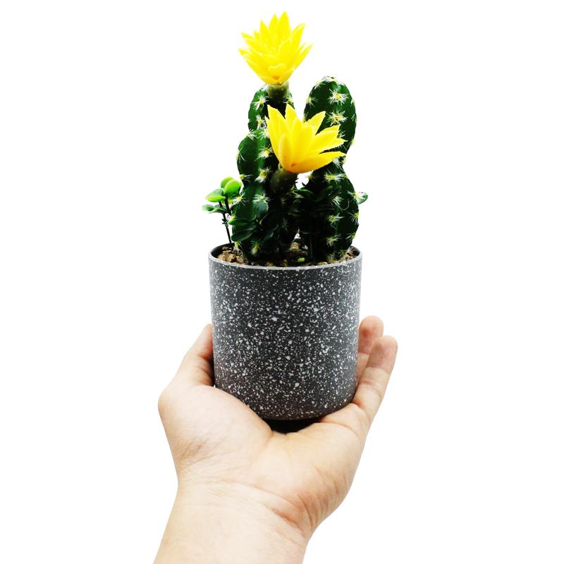 Chậu Cây Hoa Xương Rồng Nhựa Trang Trí - WanLongDa 770-8