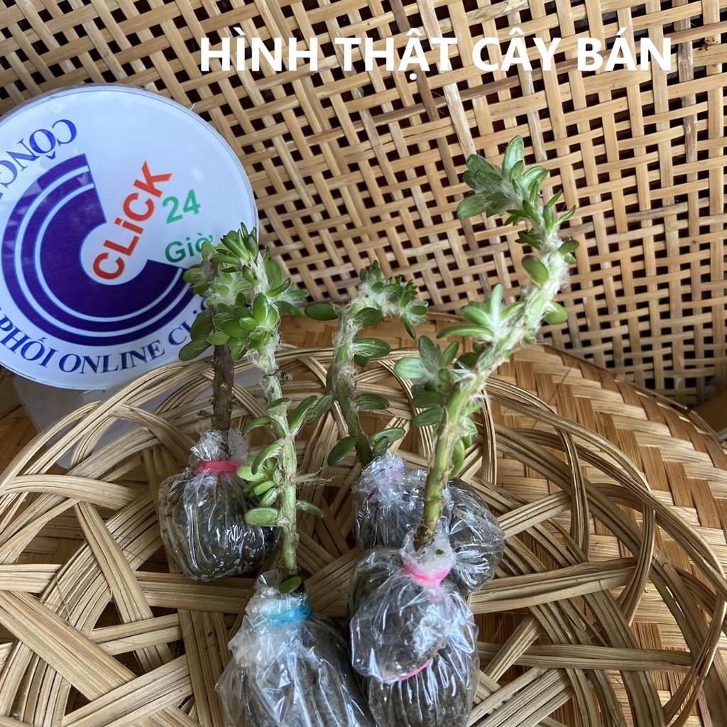 Hoa Mười Giờ Braxin Đẹp Lạ Dễ Trồng Giống Mới Nhập Hoa Mười Giờ Bonsai & Phụ Kiện