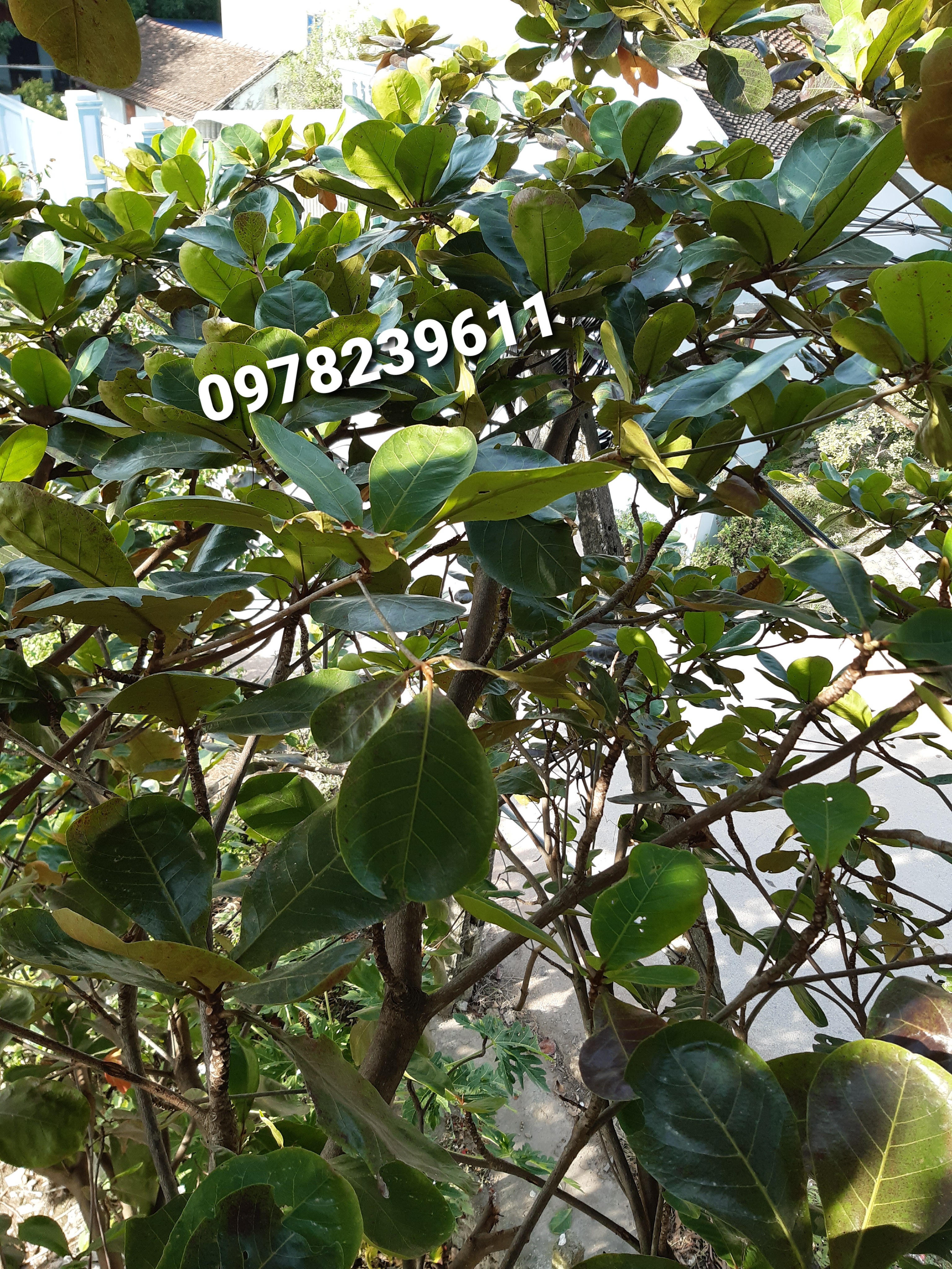 1kg lá bàng tươi loại 1
