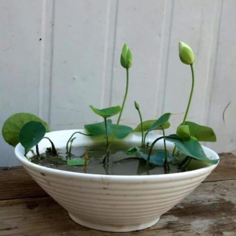 Phân Bón Cho Hoa Sen, Và Cây Ngập Nước