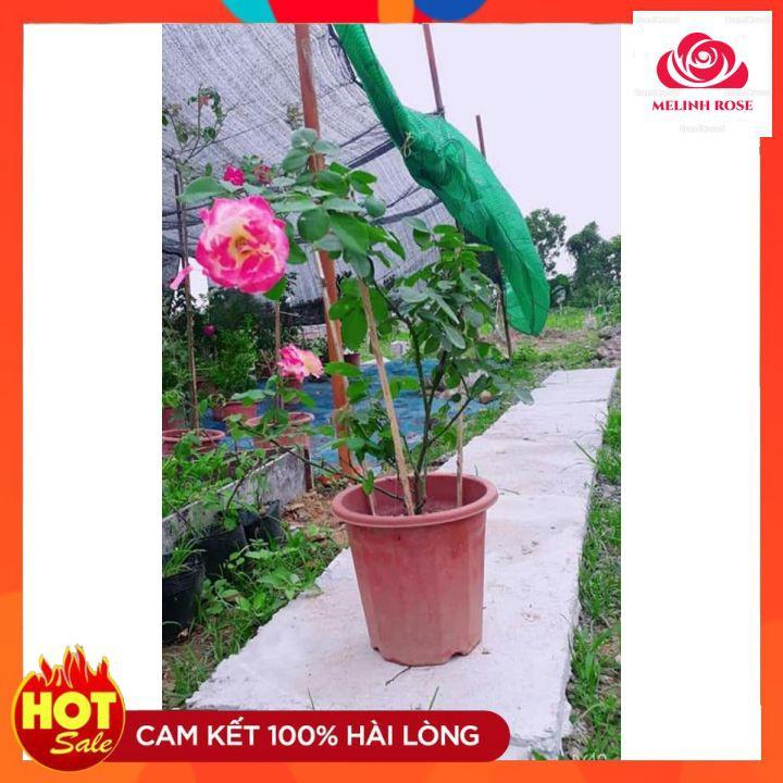 Hoa Hồng Bụi Double Delight, Hoa thơm màu Hồng Song Hỷ
