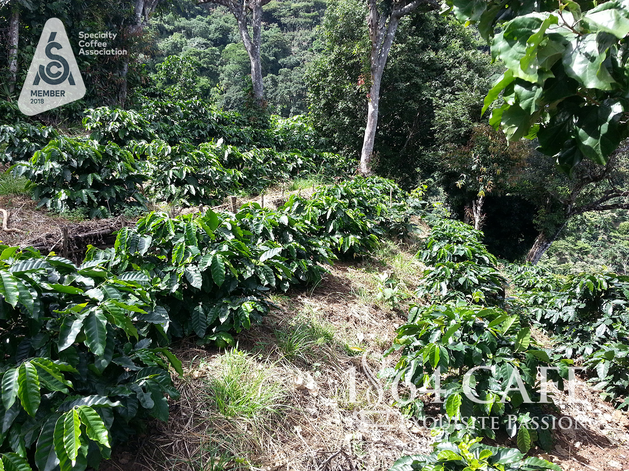 Cà phê hảo hạng (Specialty Coffee) tinh khiết không tẩm không độn El Salvador Providencia hạt khối lượng tịnh 220g - 1864 CAFÉ