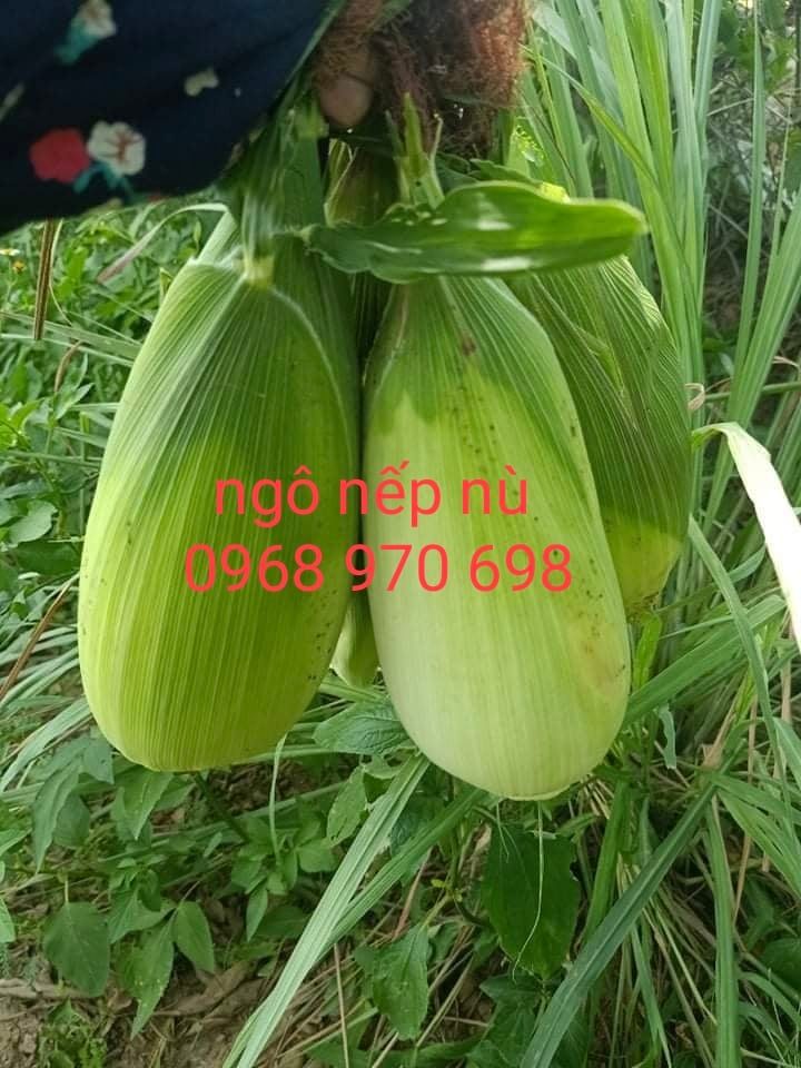 Hạt giống ngô nếp nù chính hãng gói 100 gram