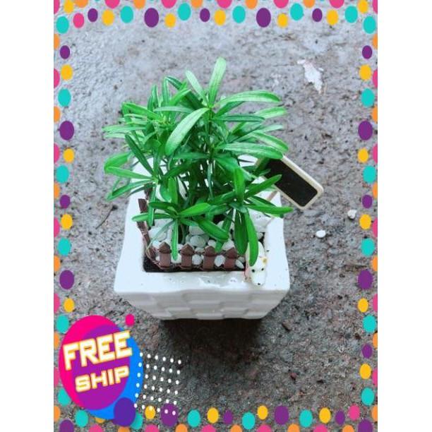 Chậu Tùng Vạn Niên