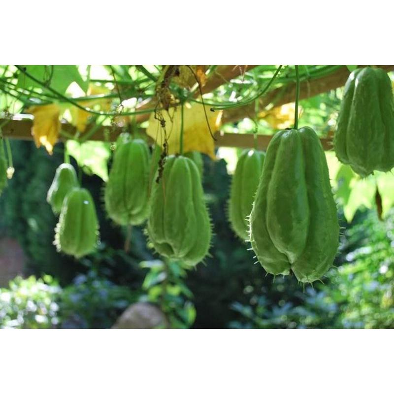 Quả su su giống dễ trồng dễ chăm sóc ít sâu bệnh.