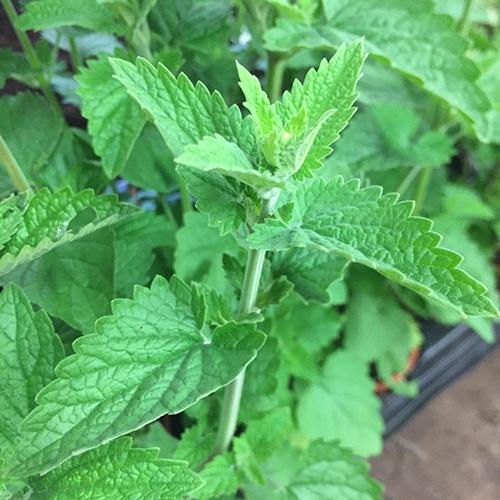 Hạt giống cây bạc hà mèo catnip 50 hạt