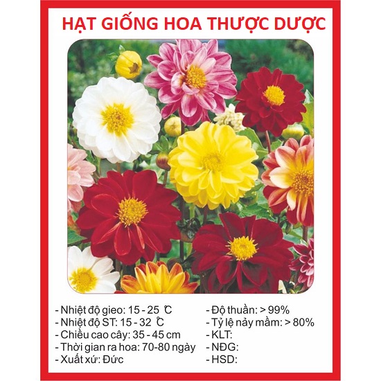 Hạt Giống Hoa Thược Dược Mix - Siêu Nảy Mầm 4 Mùa
