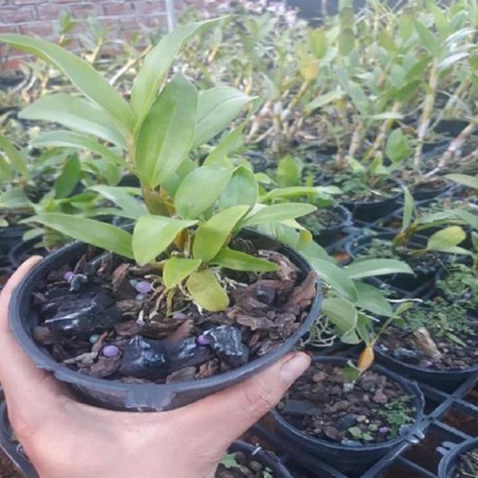 Hoa lan kiều môi tua