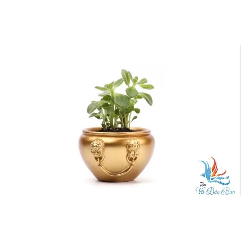 Chum chậu cây trong nhà chậu nhỏ văn phòng để bàn trang trí
