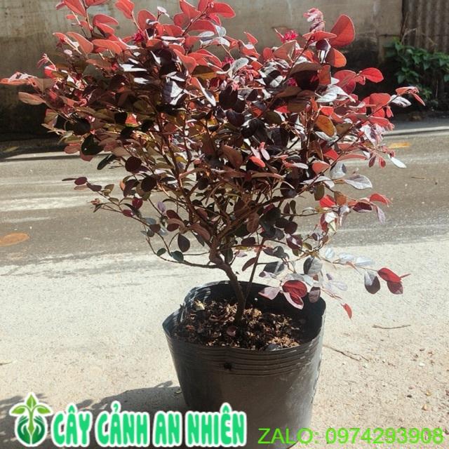 Cây Công Phụng