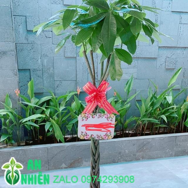 Chậu Cây Kim Ngân Thắt Bính Cao Trên 1m