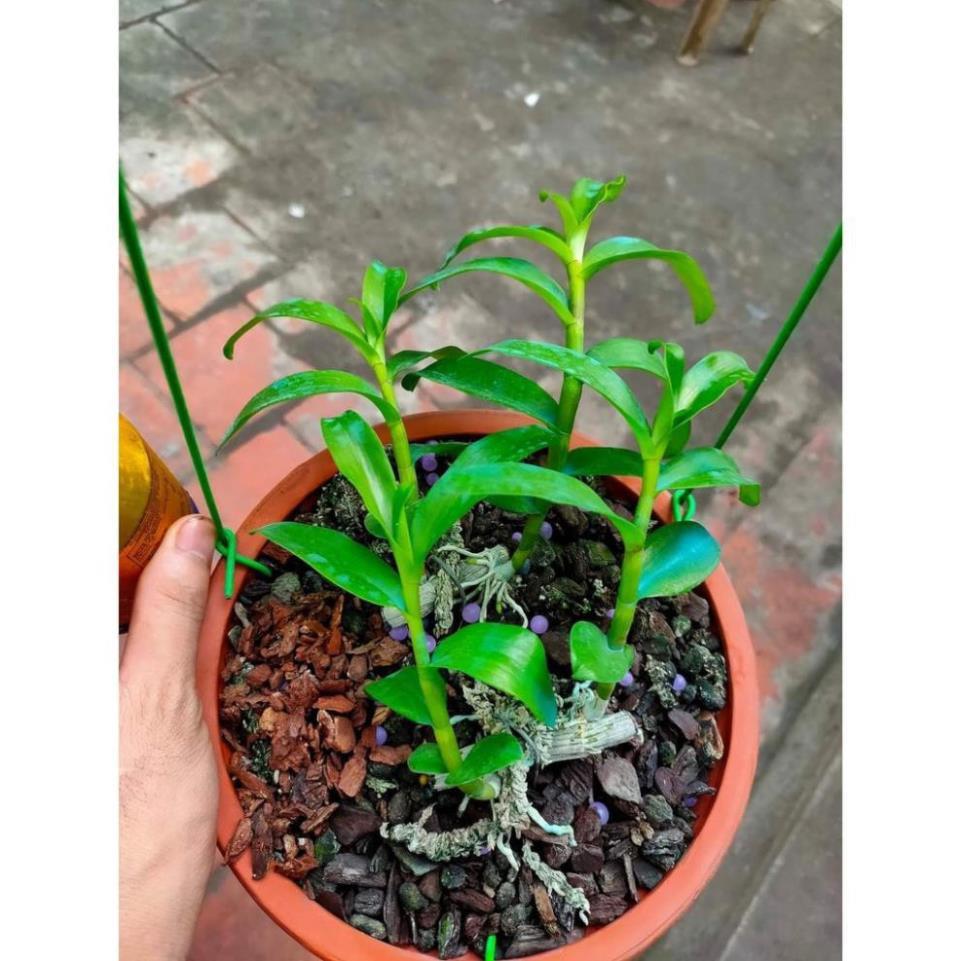 Phi điệp 5 cánh xanh phú thọ