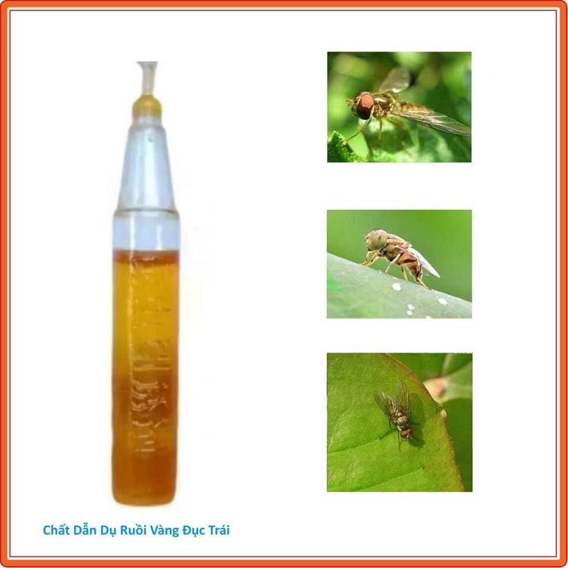 CHẾ PHẨM DẪN DỤ RUỒI VÀNG GÂY HẠI TRÊN CÂY ĂN QUẢ - HIỆU QUẢ LÂU DÀI, GIÚP BẢO VỆ CHẤT LƯỢNG TRÁI CÂY
