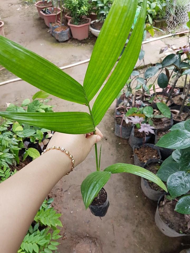 Combo 10 cây cau tứ quý ra quả sau 1 năm cây đẹp chuẩn giống