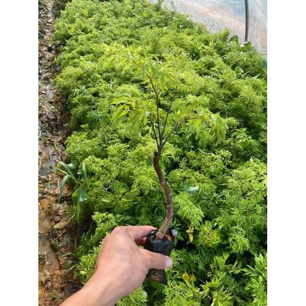 Com bo 10 cây giống đinh lăng nếp