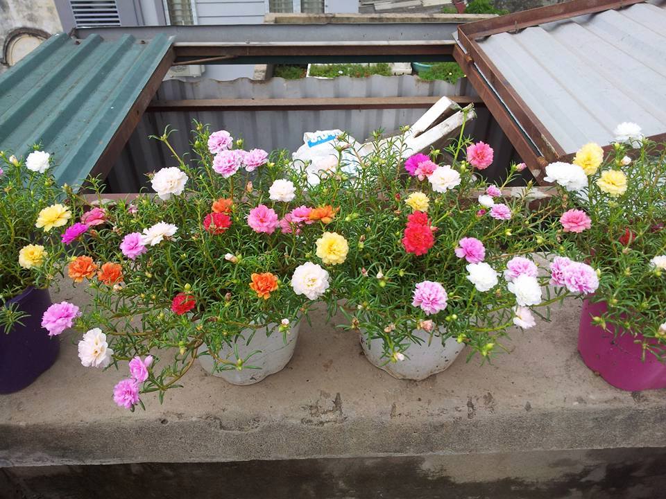 Combo 02 Gói 100 Hạt Giống Hoa Mười Giờ Kép Nhiều Màu - Tặng Kèm Phân Bón