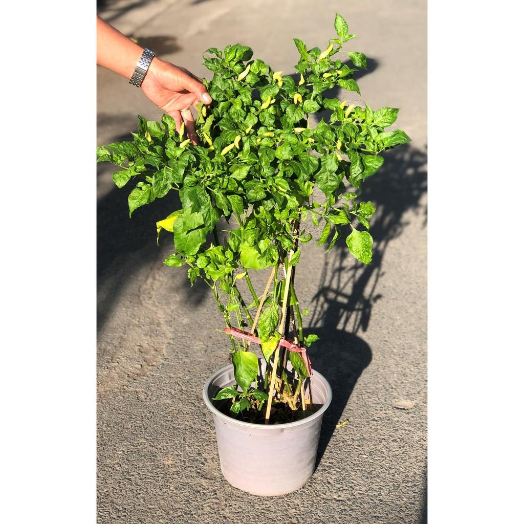 Cây ớt trắng Phan Thiết cao 70 - 90 cm