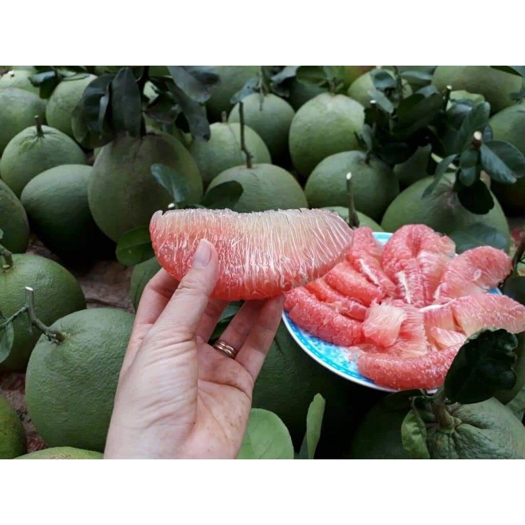 Cây giống bưởi da xanh ruột hồng