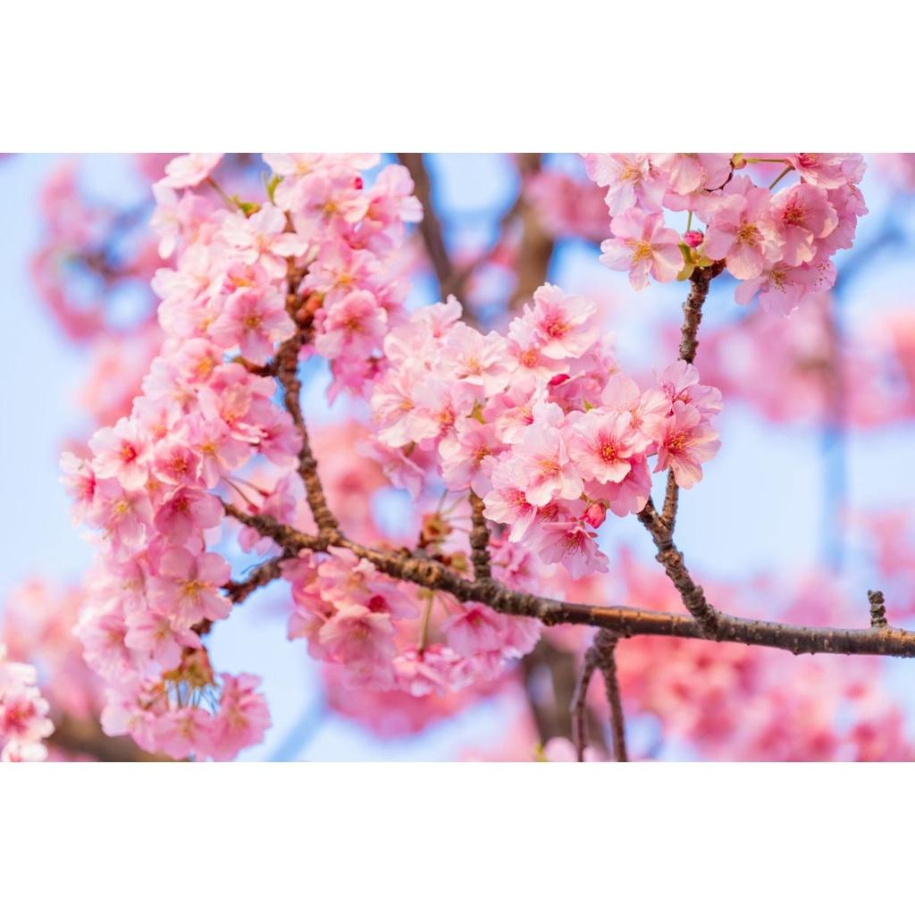 CÂY GIỐNG HOA ANH ĐÀO NHẬT BẢN