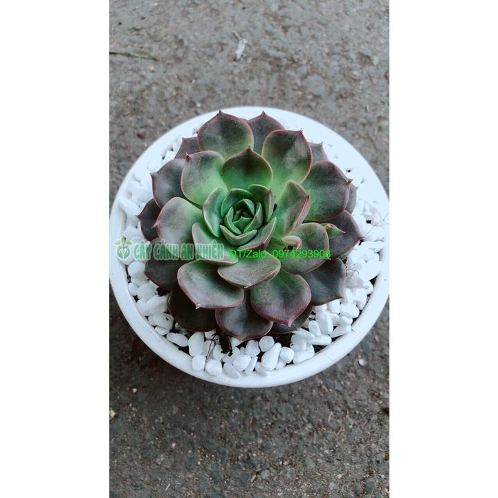 Chậu Cây Sen Đá Nâu