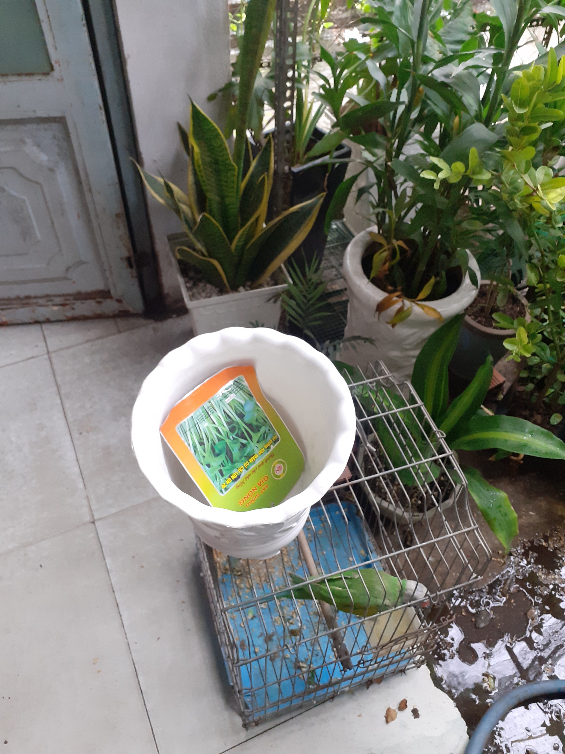1 cái Chậu nhựa Cao Tròn Bốn chân trồng cây.