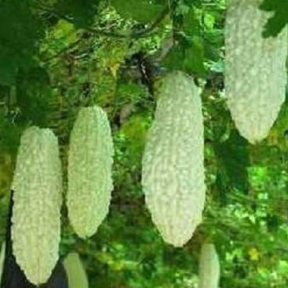Combo 6 gói hạt giống ăn trái dễ trồng – tặng 1 gói kích mầm