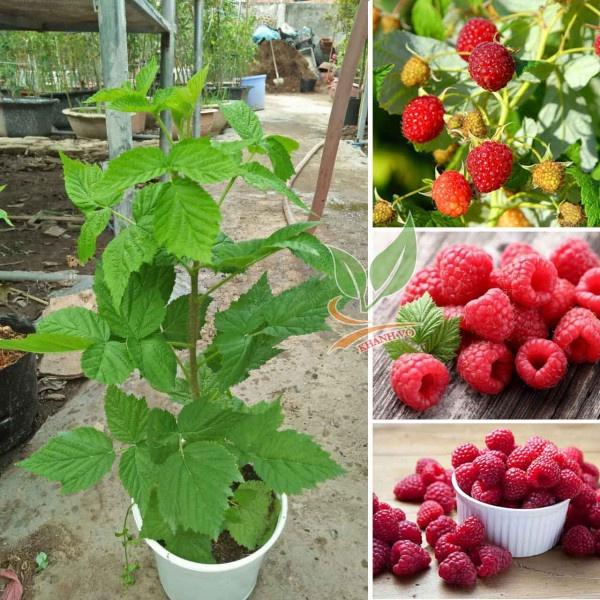 CÂY GIỐNG MÂM XÔI ĐỎ