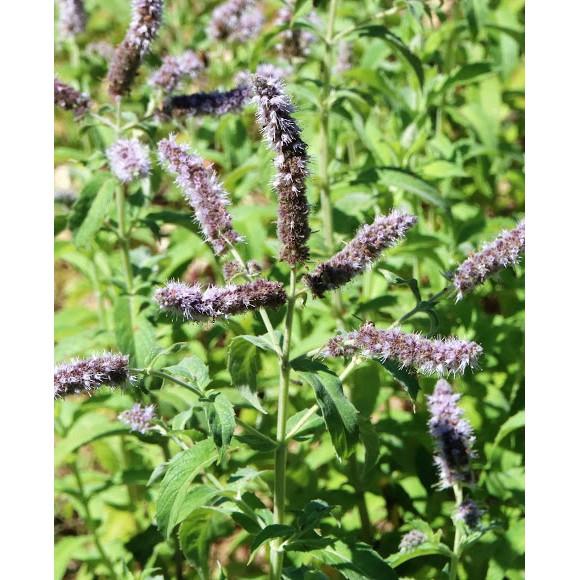 Gói 50 hạt giống Bạc Hà Ngựa Horsemint