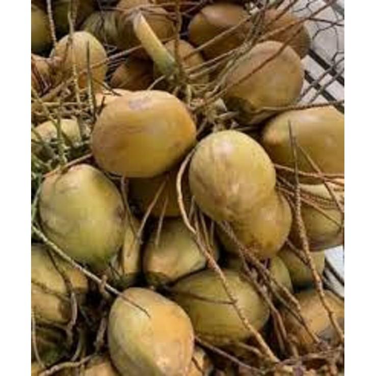 CÂY GIỐNG DỪA XIÊM LÙN ĐỎ BẾN TRE SIÊU QUẢ, NĂNG SUẤT CAO CHUẨN F1 -