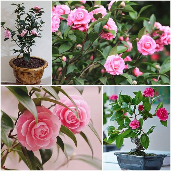 Hạt giống hoa Trà My nhật bản nhiều màu dễ trồng Camellia seeds