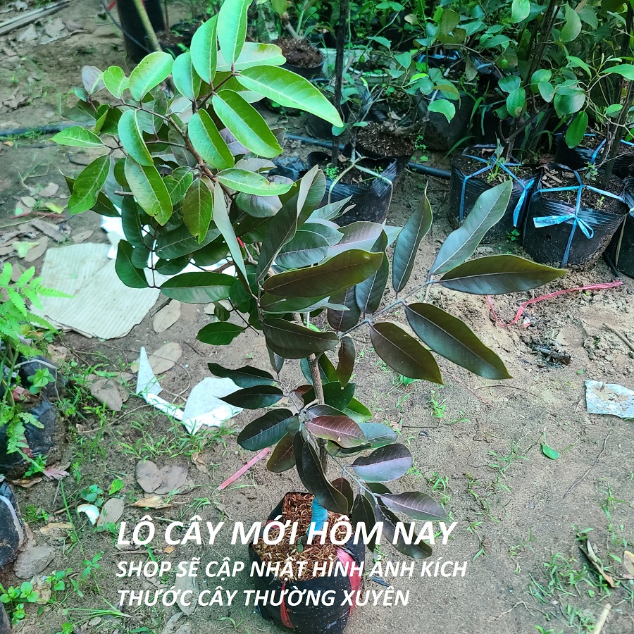 Cây giống NHÃN LONG TÍM Cây ghép chui cành, khoẻ đẹp, trồng chậu được có trái sau 1,5-2 năm trồng