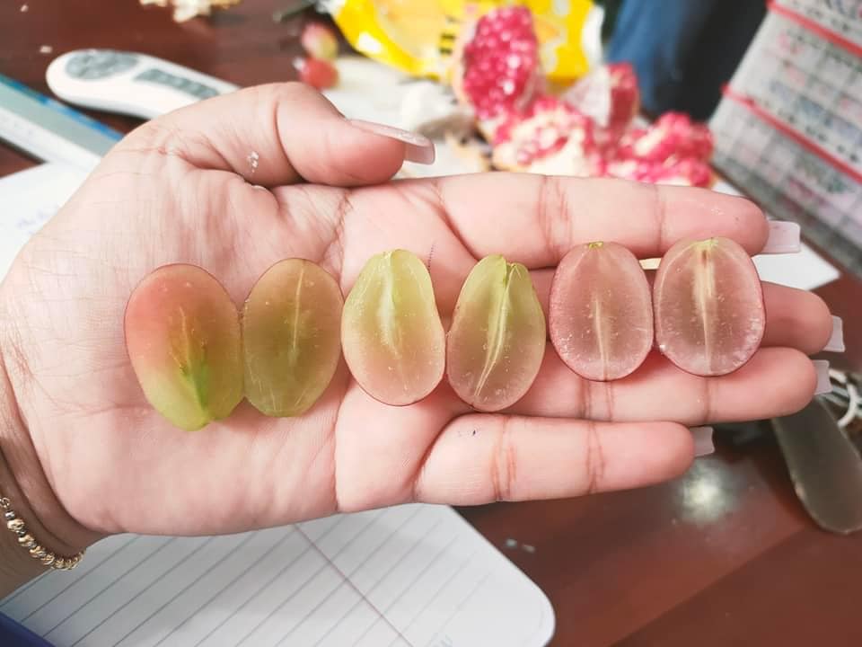 Cây Giống Crimson Không Hạt - Giống Mới Dễ Trồng 100% Đậu Trái